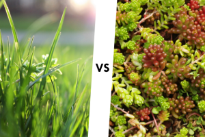 Stationnement végétal gazon ou tapis de sedum