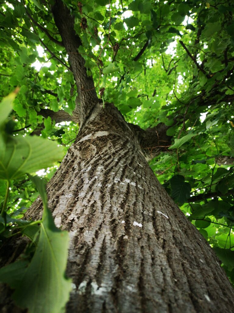 Quiz sur les arbres et la politique de la ville